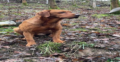 Labrador Retriever dogs Fox red Labrador - Advert 10