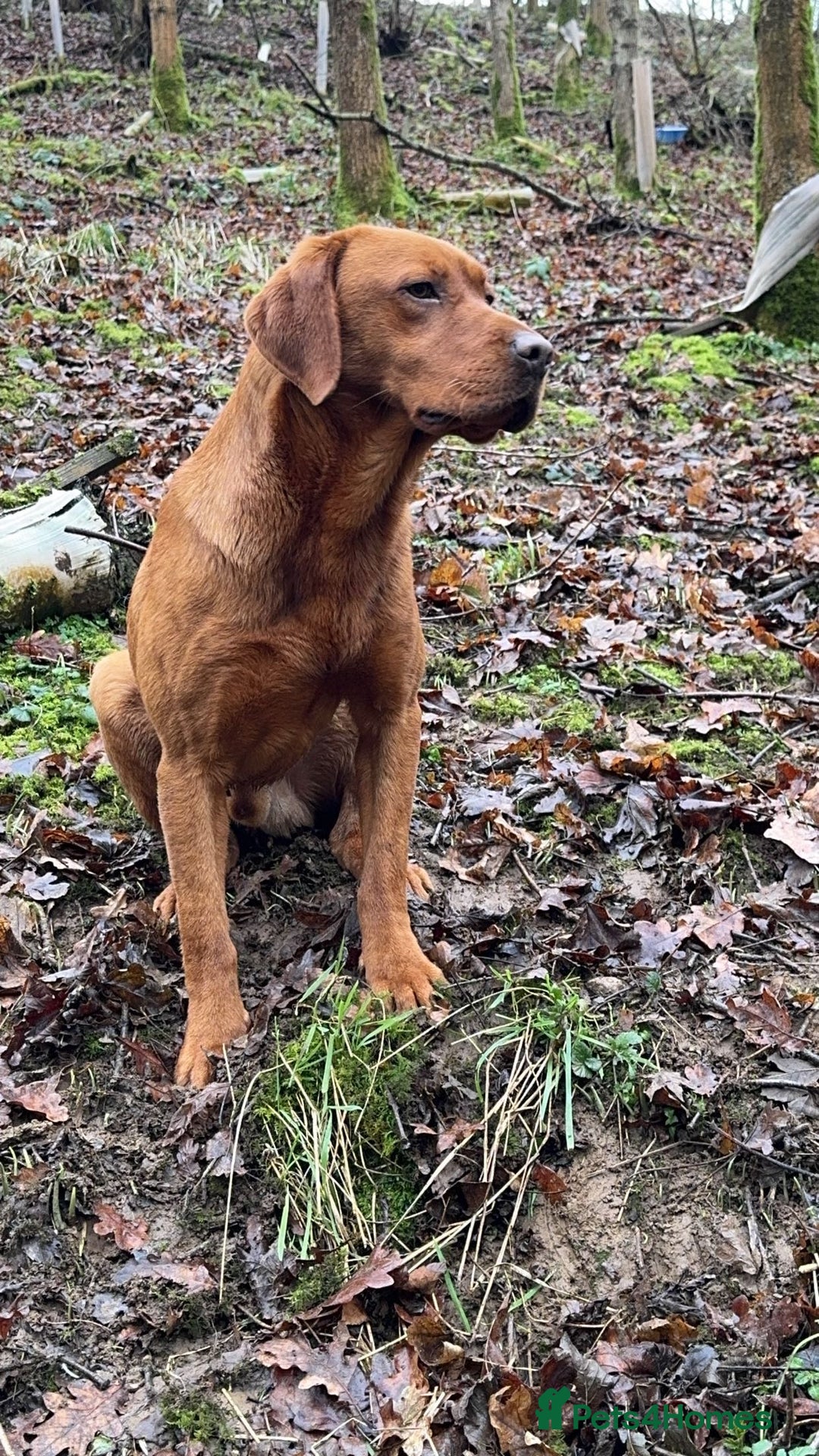 Labrador Retriever dogs for sale: Fox red Labrador - Image 12