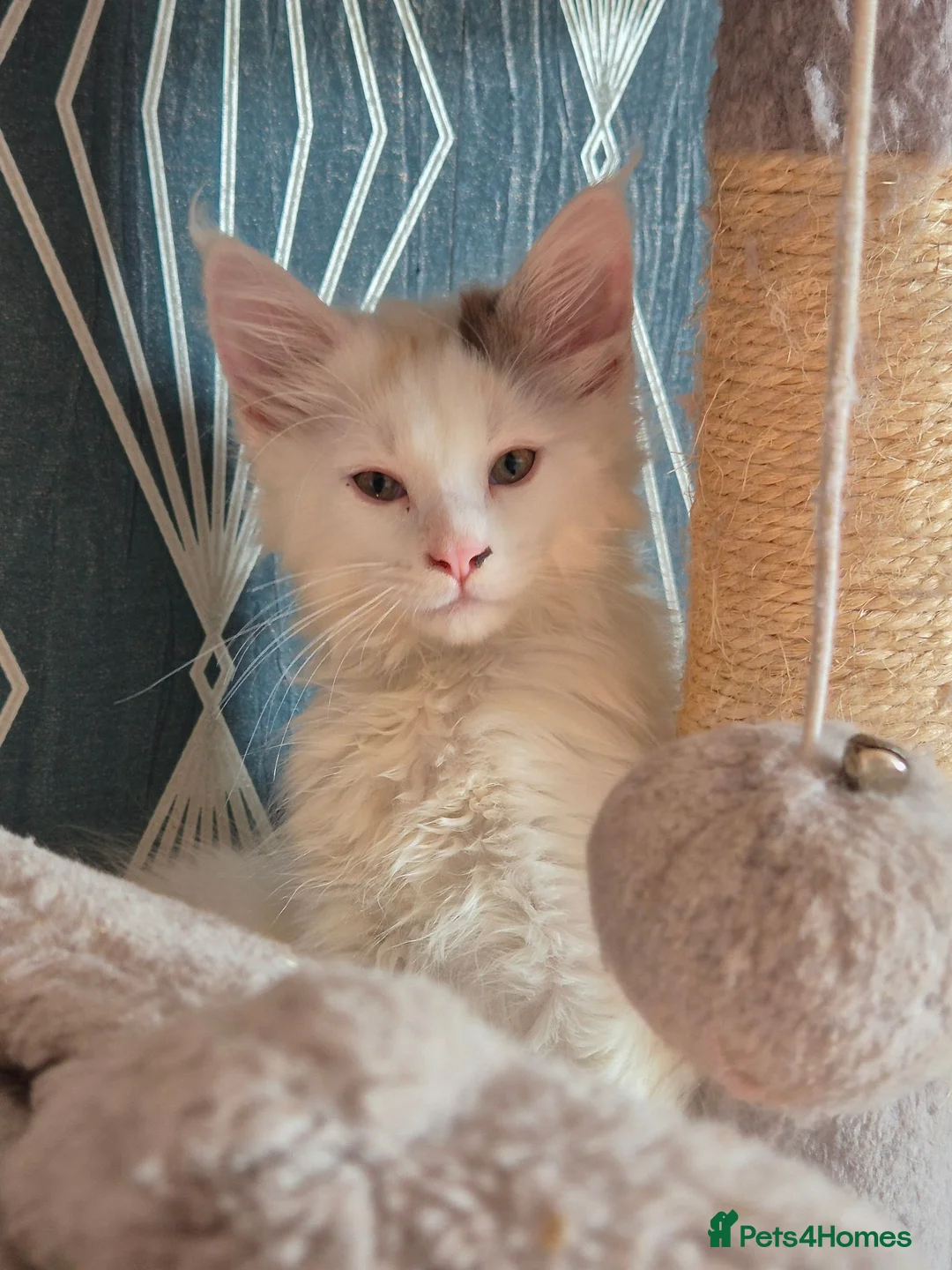 Maine Coon cats for sale: Tica Registered Kittens - Advert 2