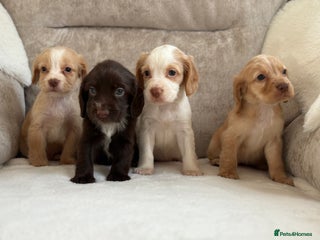 Cocker Spaniel dogs - Advert 6