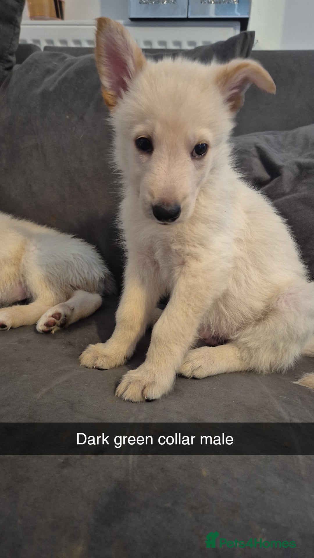 Mixed Breed dogs for sale: Shepinois puppies  - Advert 6