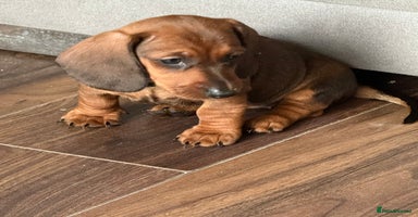 Miniature Dachshund dogs - Advert 8