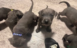 Cane Corso dogs for sale: Cane corso puppies - Image 6