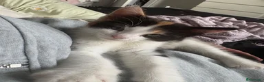 Domestic Shorthair 1