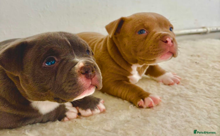 American Bully dogs - Advert 2