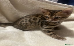 Bengal cats for sale: Beautiful bengals  - Advert 16