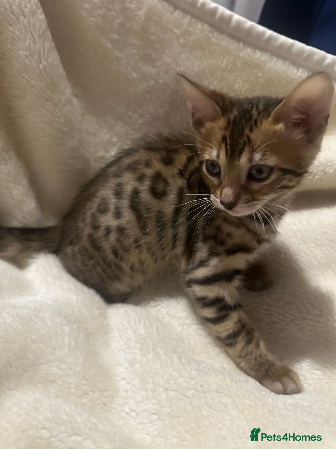 Bengal cats for sale: Beautiful bengals  - Advert 16