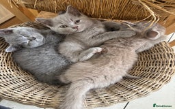 British Shorthair cats for sale: 4 stunning British blues  - Image 17