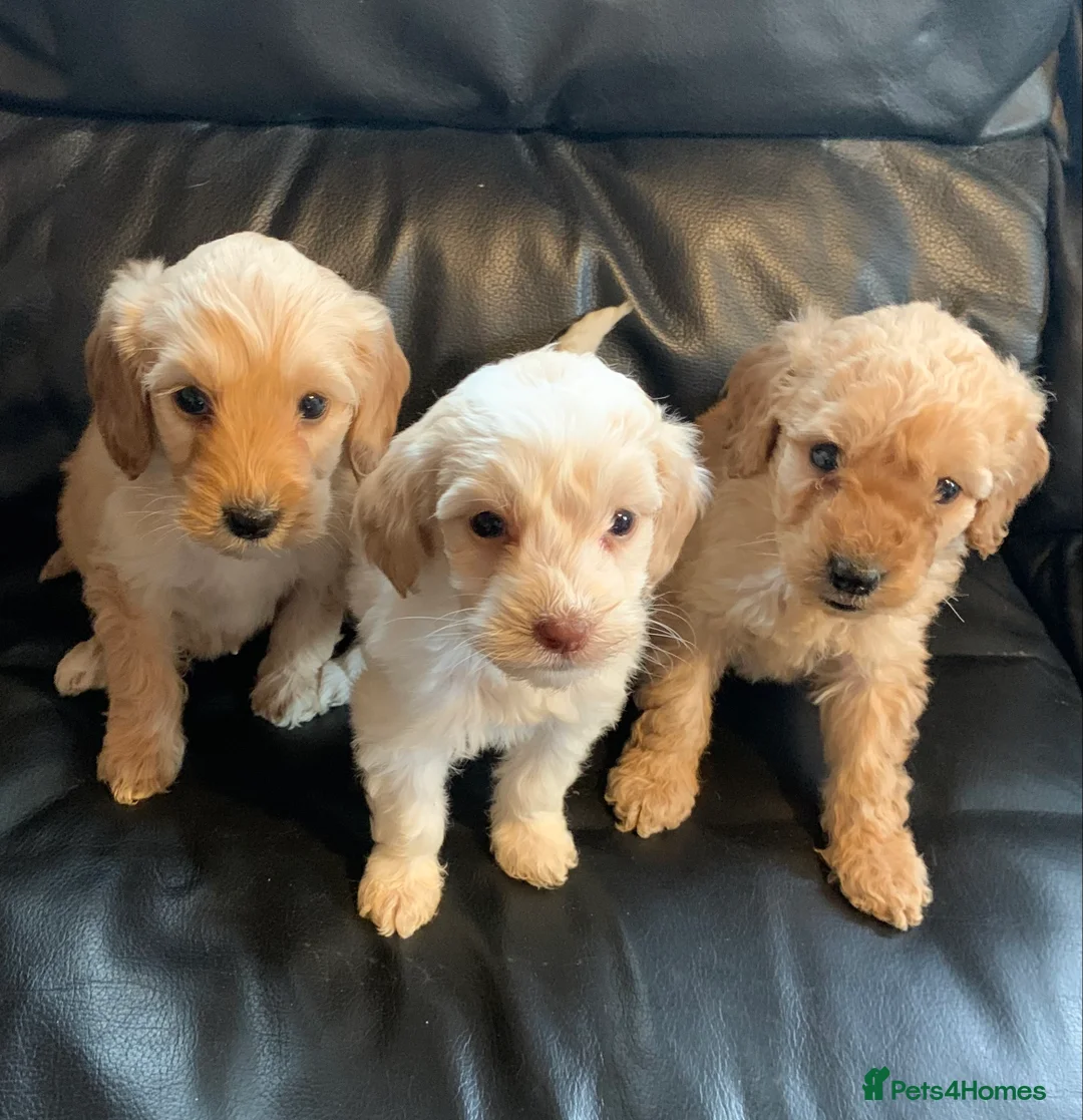 Cockapoo dogs for sale: Beautiful f1b cockapoo puppies  in Stowmarket - Advert 1