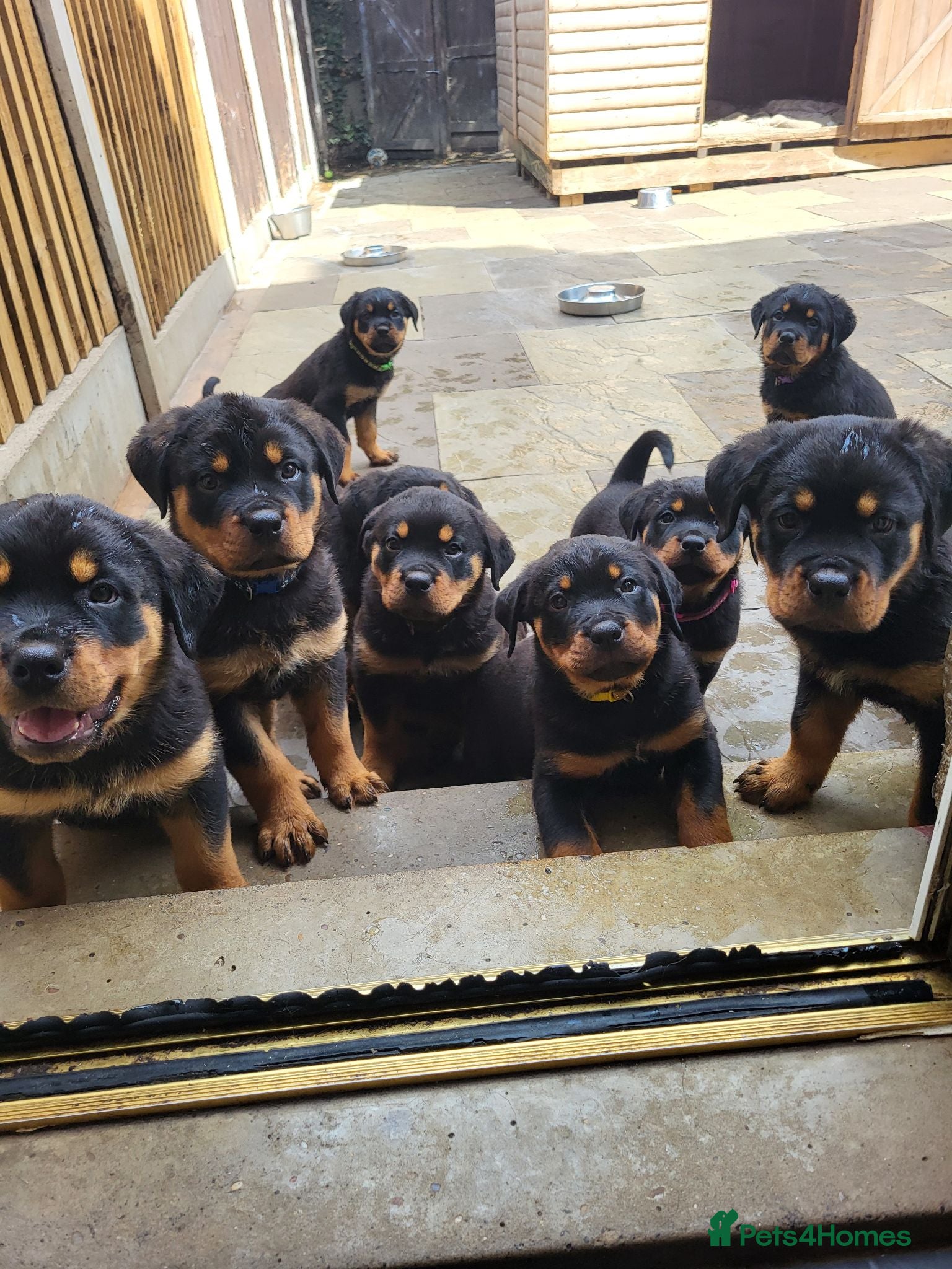 Rottweiler dogs Rottweiler pupps for sale  - Advert 1