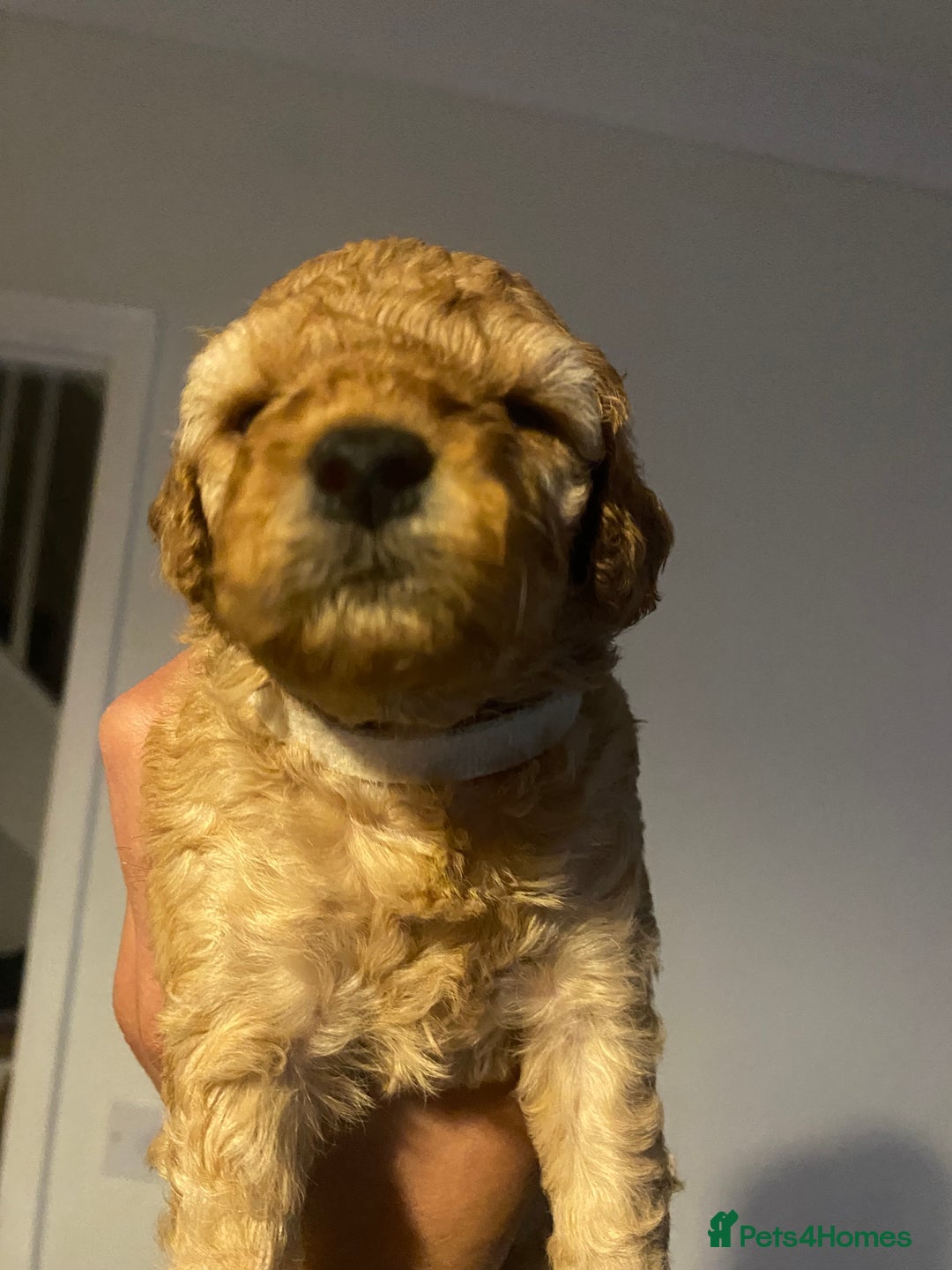 Cavapoo dogs for sale: Cavapoo puppy’s  - Image 6