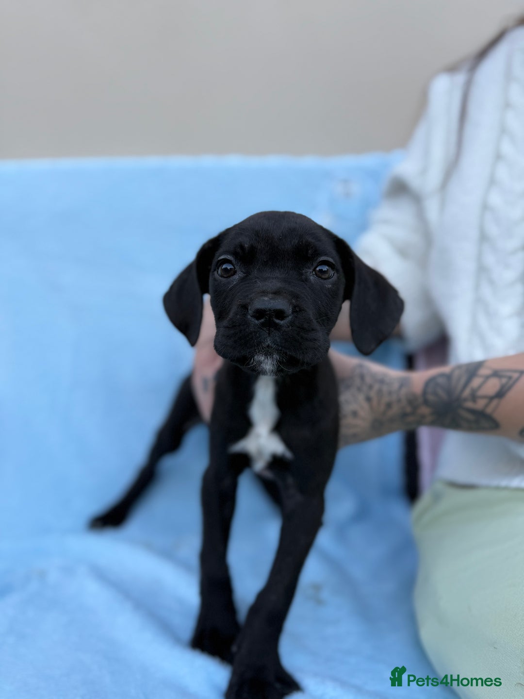 Cane Corso dogs for sale: 5 Gorgeous Black Cane Corsos ready to go🤍 - Image 3