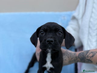 Cane Corso dogs - Advert 1