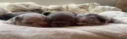 French Bulldog dogs for sale: French bulldog rope puppies  in Bournemouth - Advert 5