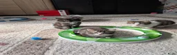 Siberian cats for sale: Siberian crossed kittens  - Advert 2