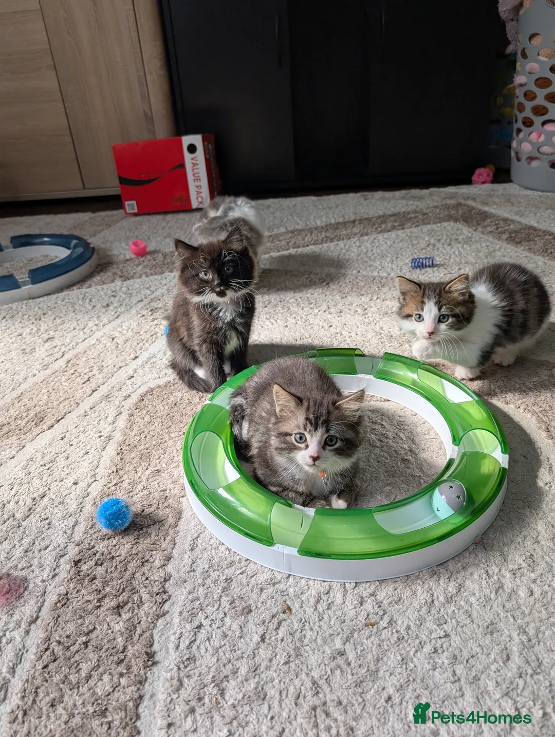 Siberian cats for sale: Siberian crossed kittens  - Advert 2