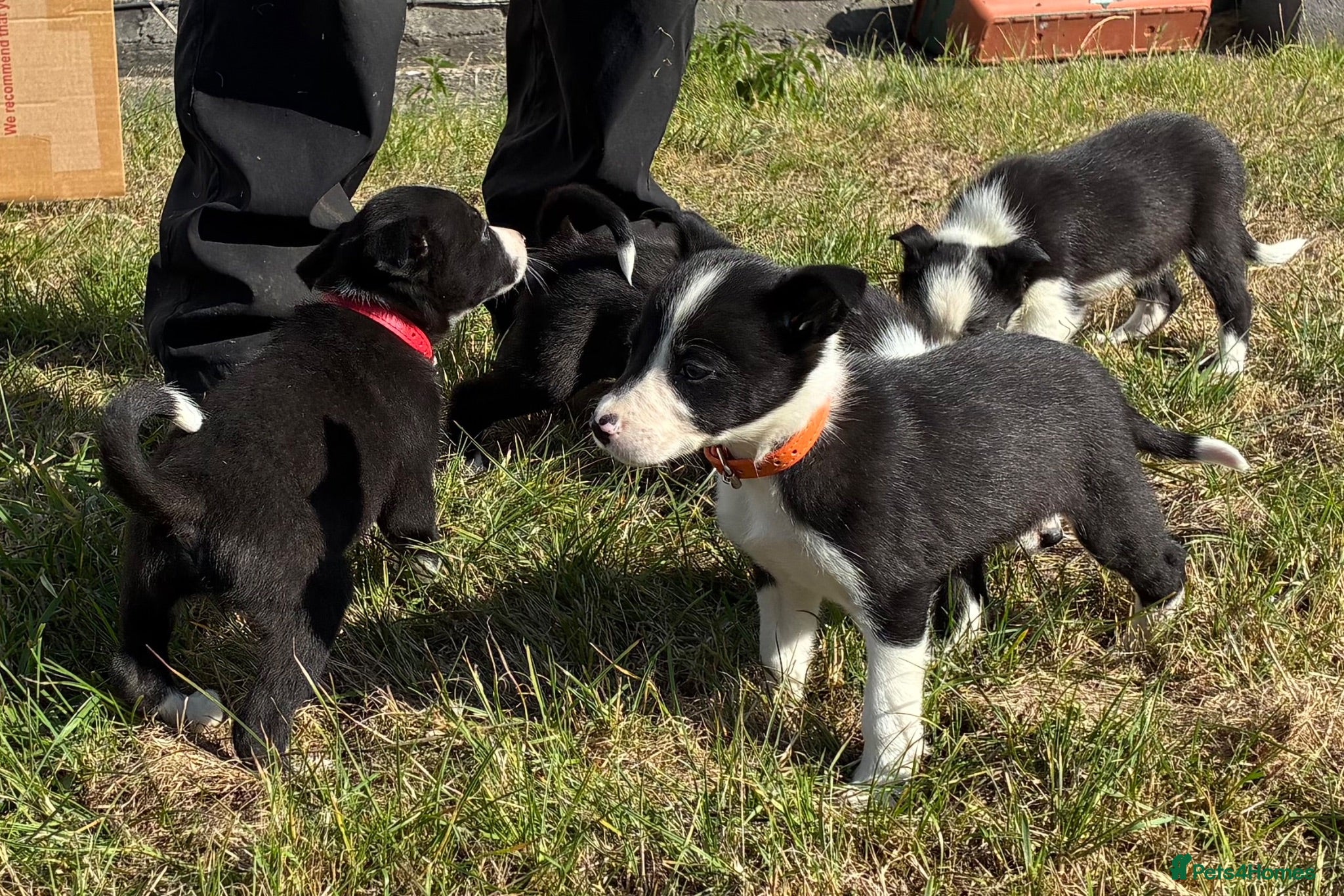Border Collie dogs Border Collie Pups - Farm reared from working dogs - Advert 2