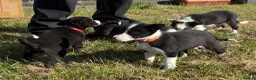 Border Collie dogs for sale: Border Collie Pups - Farm reared from working dogs - Advert 20