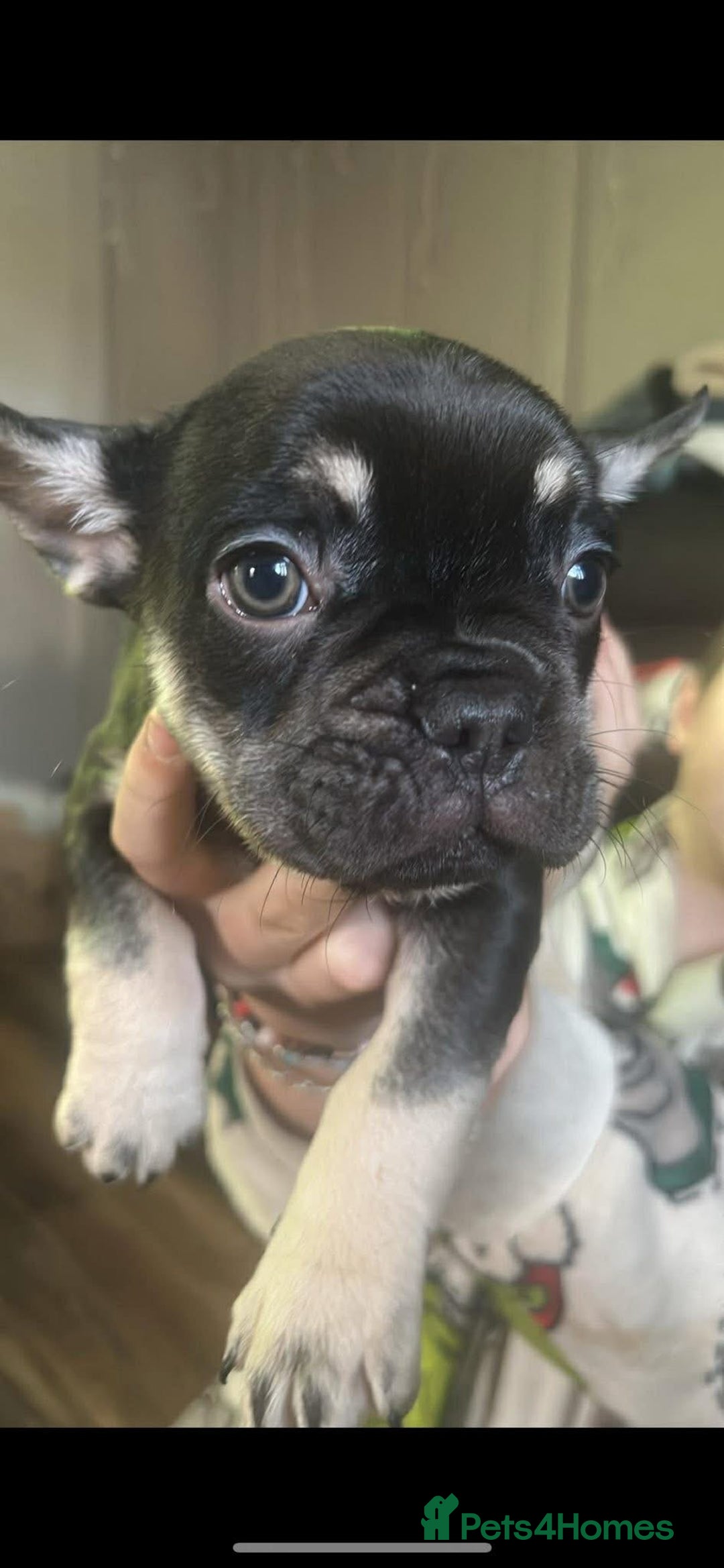 French Bulldog dogs for sale: french bull dog puppies  - Advert 7