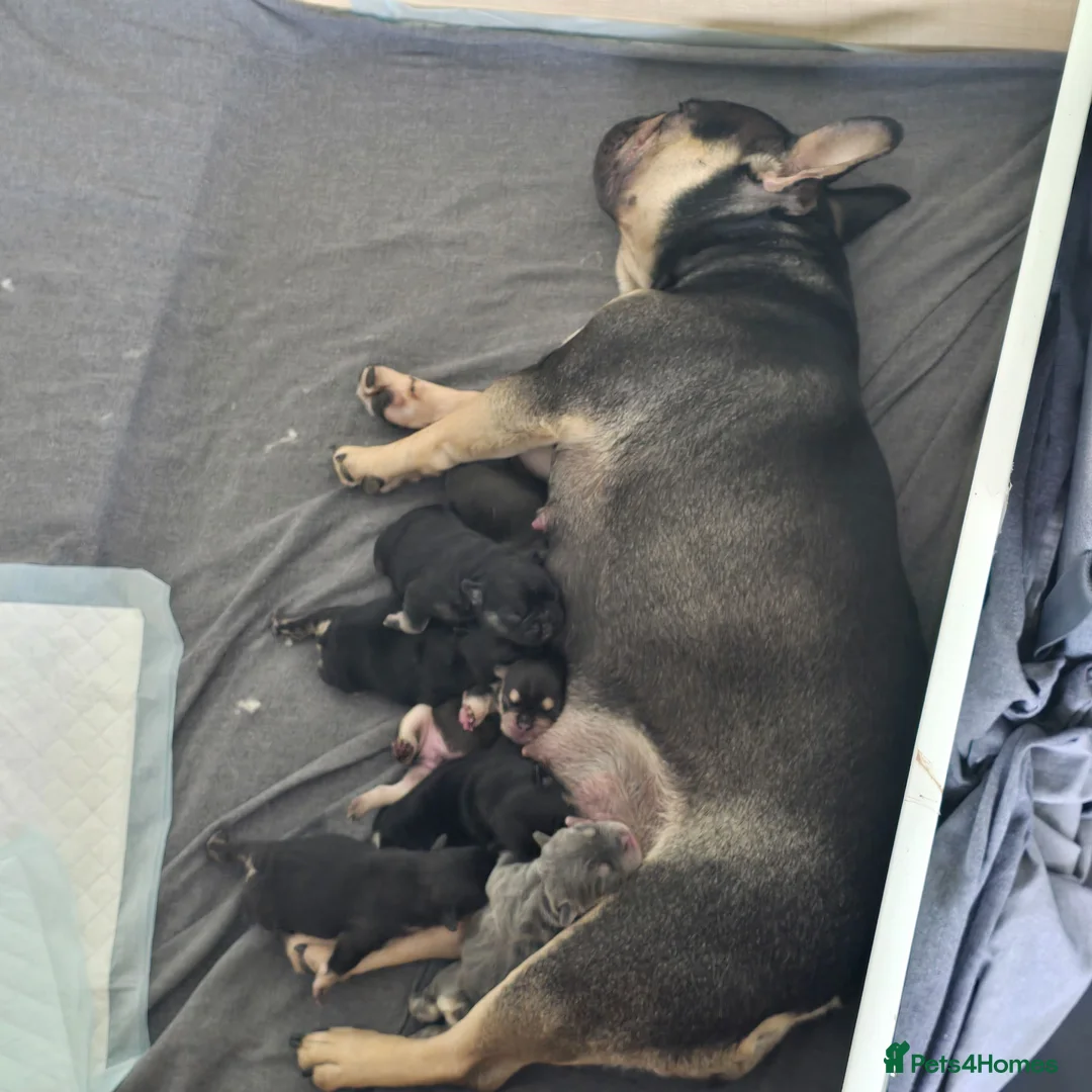 French Bulldog dogs for sale: French bulldog  in Sheerness - Advert 1
