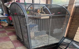 Parakeets birds for sale: 2 parakeets with cage - Image 2