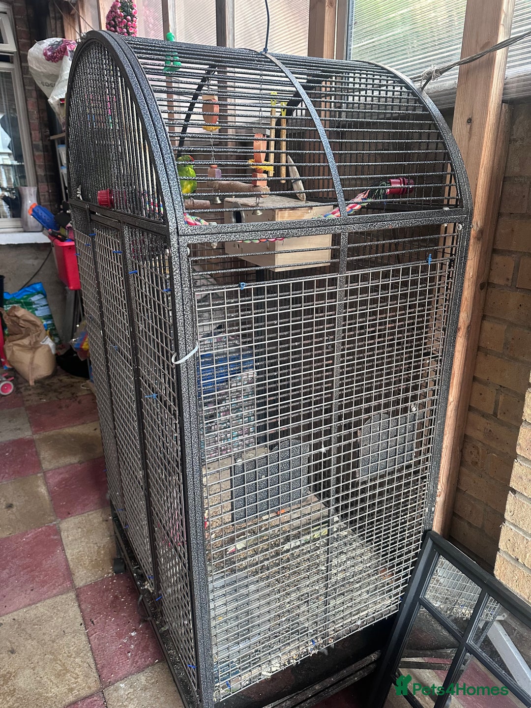 Parakeets birds for sale: 2 parakeets with cage - Image 2