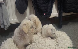 Bichon Frise dogs for sale: Bichon - Image 4