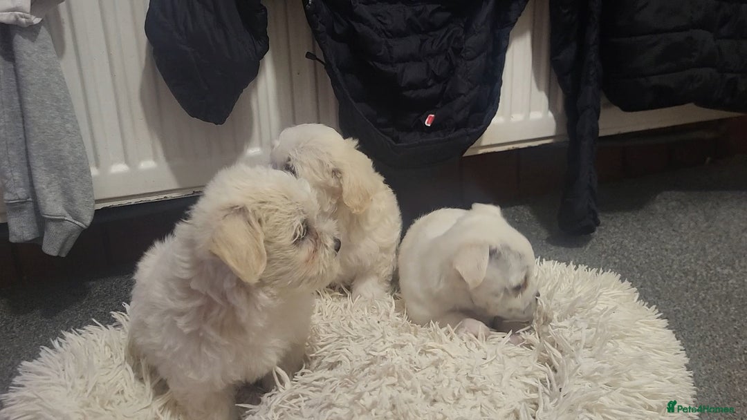 Bichon Frise dogs for sale: Bichon - Image 4