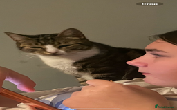 Domestic Shorthair cats for sale: 5 kittens on sale - Image 13