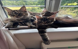 Maine Coon cats for sale: GCCF Maine Coon Kitten Stunning Girl Ready Now - Image 7