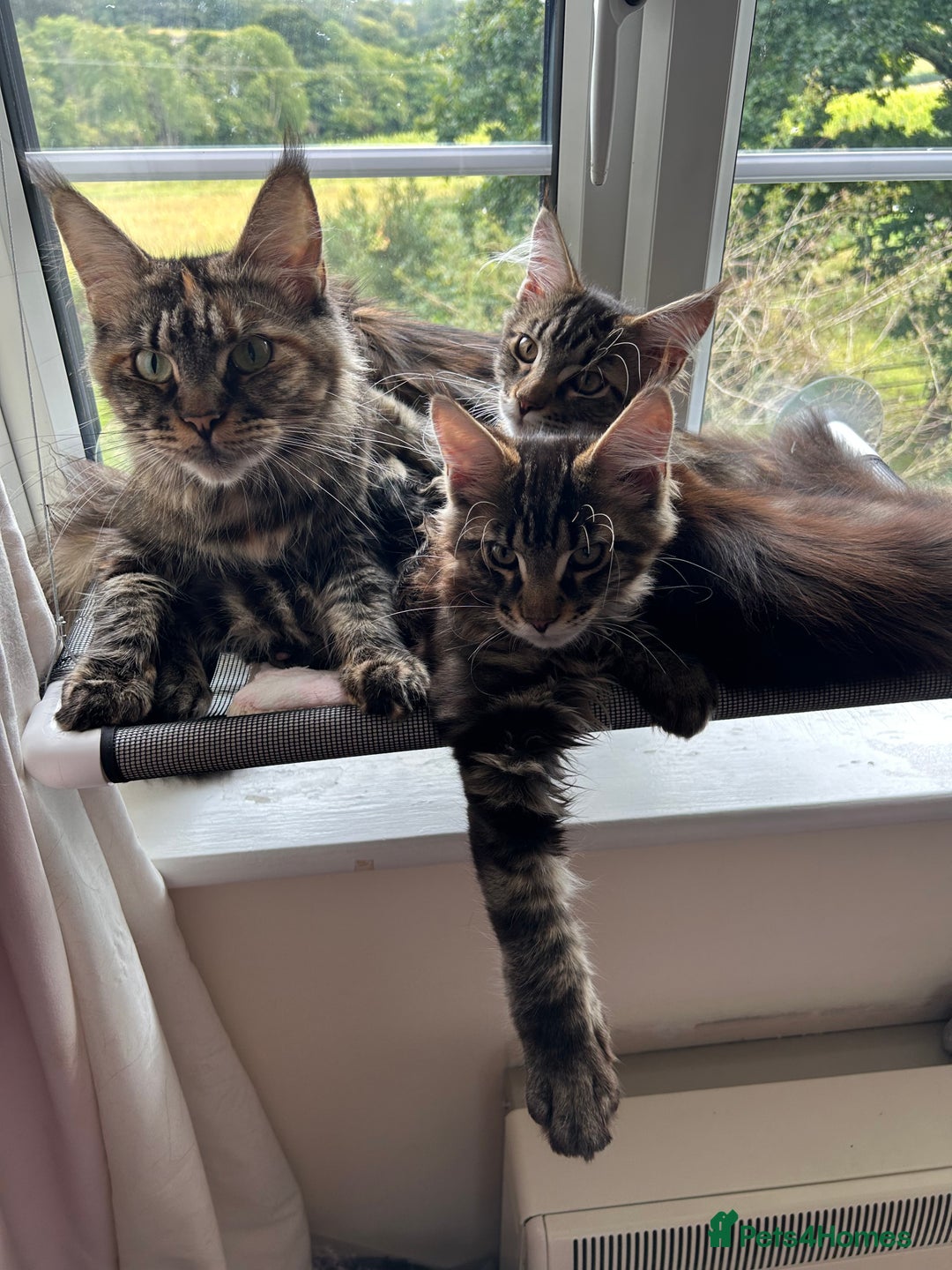 Maine Coon cats for sale: GCCF Maine Coon Kitten Stunning Girl Ready Now - Image 7