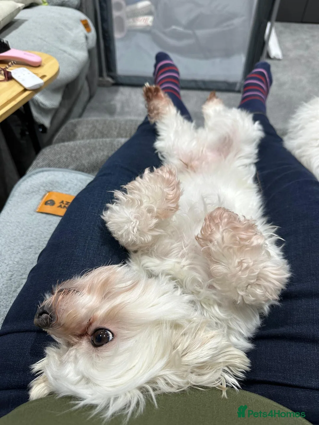 Maltese dogs for adoption: Meet Milo – a Lovely little Boy for a  Loving Home - Advert 12
