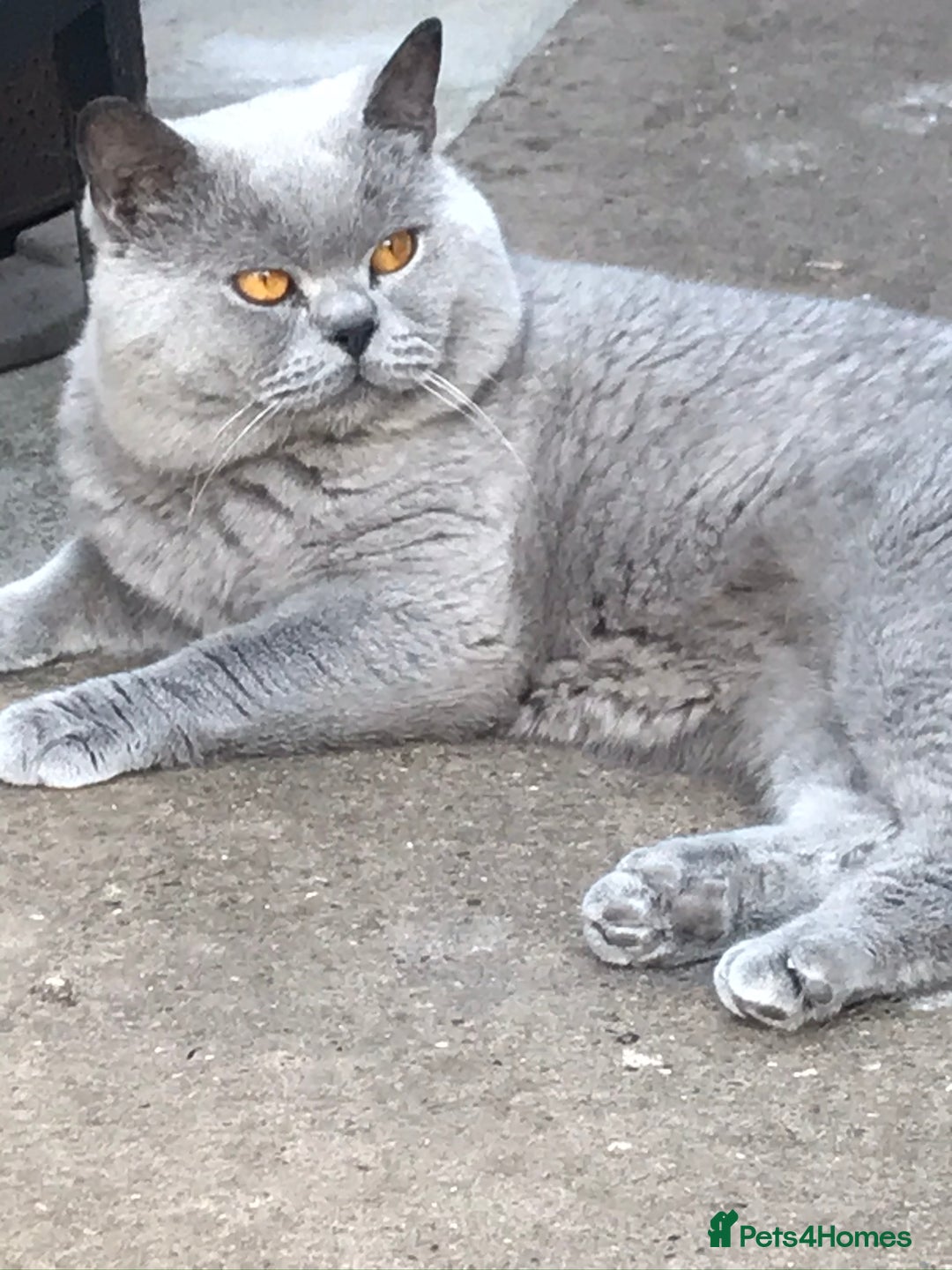 British Shorthair cats for stud: 💙 GCCF & TICA STUD DERBYSHIRE 💙 in Derby - Image 2