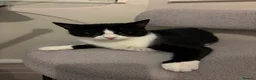 Mixed Breed cats for sale: REHOMING ASAP in London - Advert 3