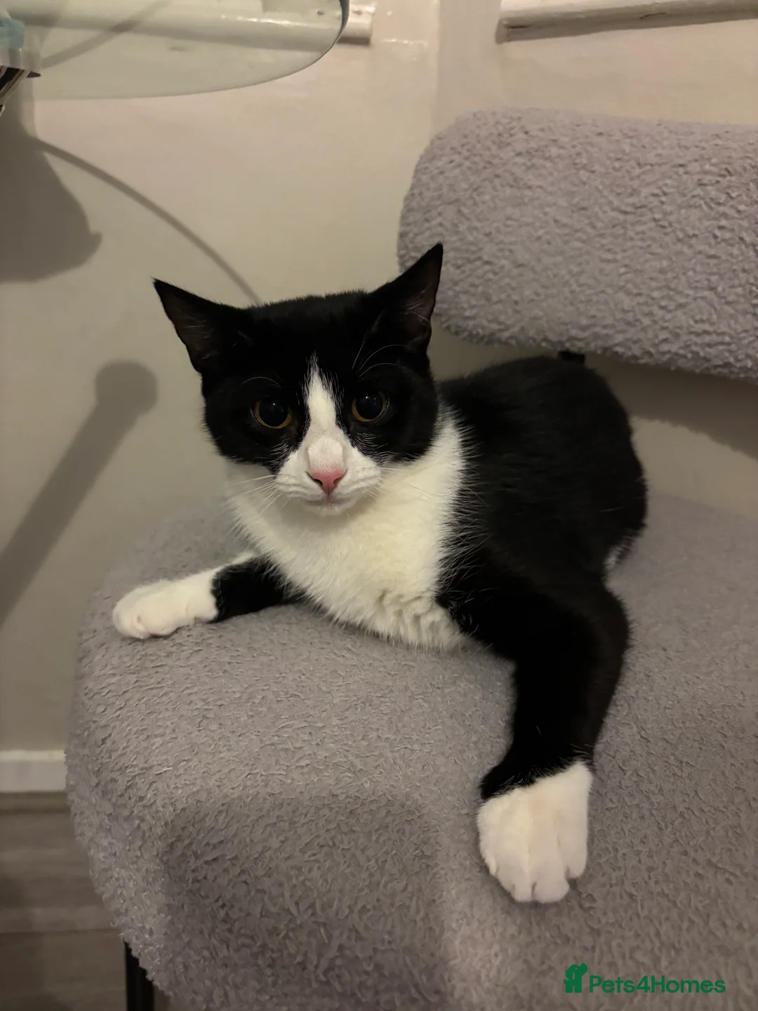 Mixed Breed cats for sale: REHOMING ASAP in London - Advert 3