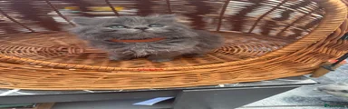 British longhair ORANGE