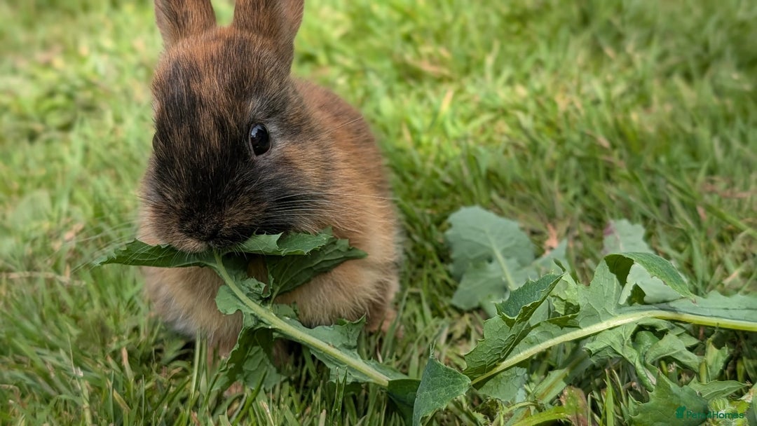 Rex rabbits for sale: Beautiful baby bunnies 8 weeks old - Image 5