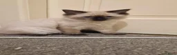 Ragdoll cats for sale: 3 gorges seal point ragdolls - Advert 9
