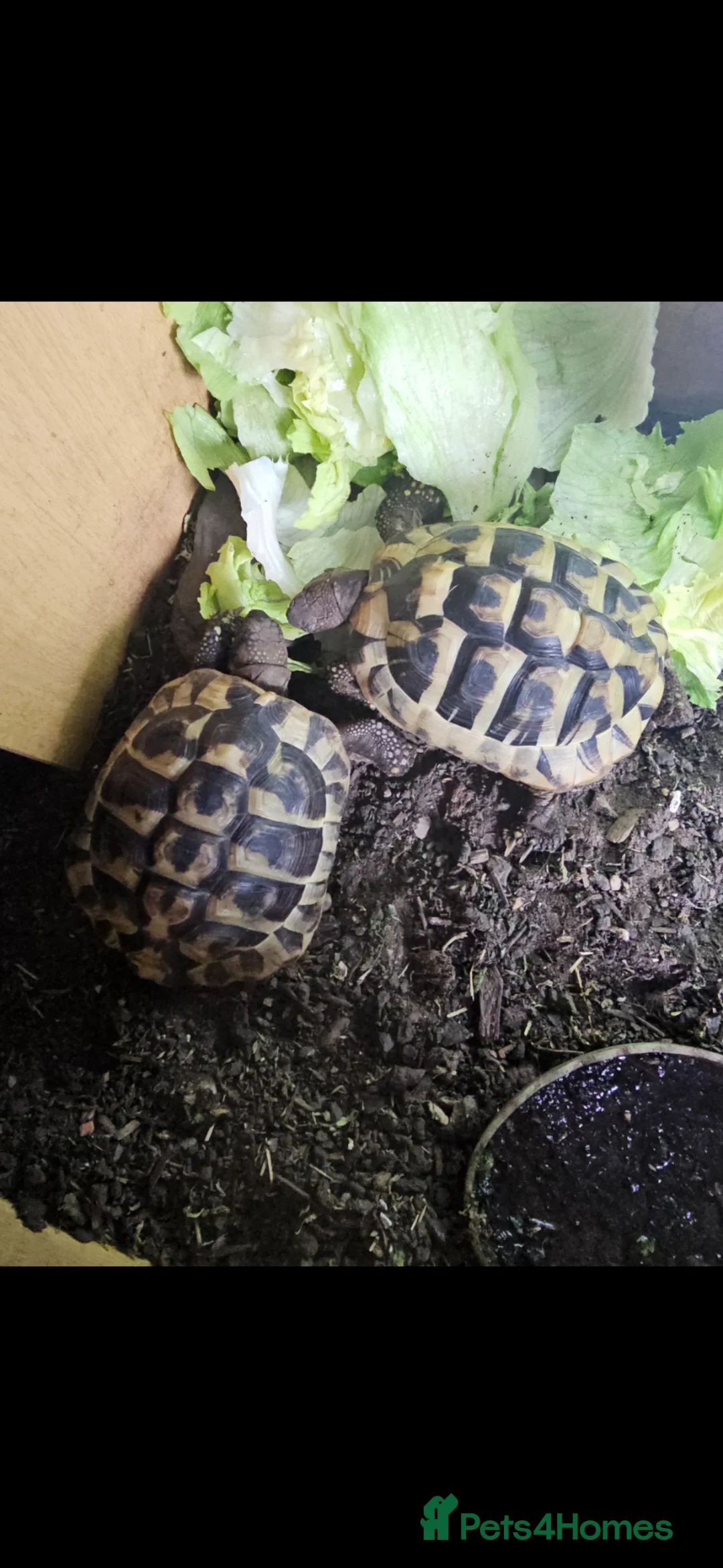 Hermann Tortoise reptiles for sale: 2 Hermann's Tortoises in Bexhill-on-Sea - Advert 2