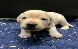 Labrador Retriever dogs for sale: Superb yellow boys and girls - Image 2