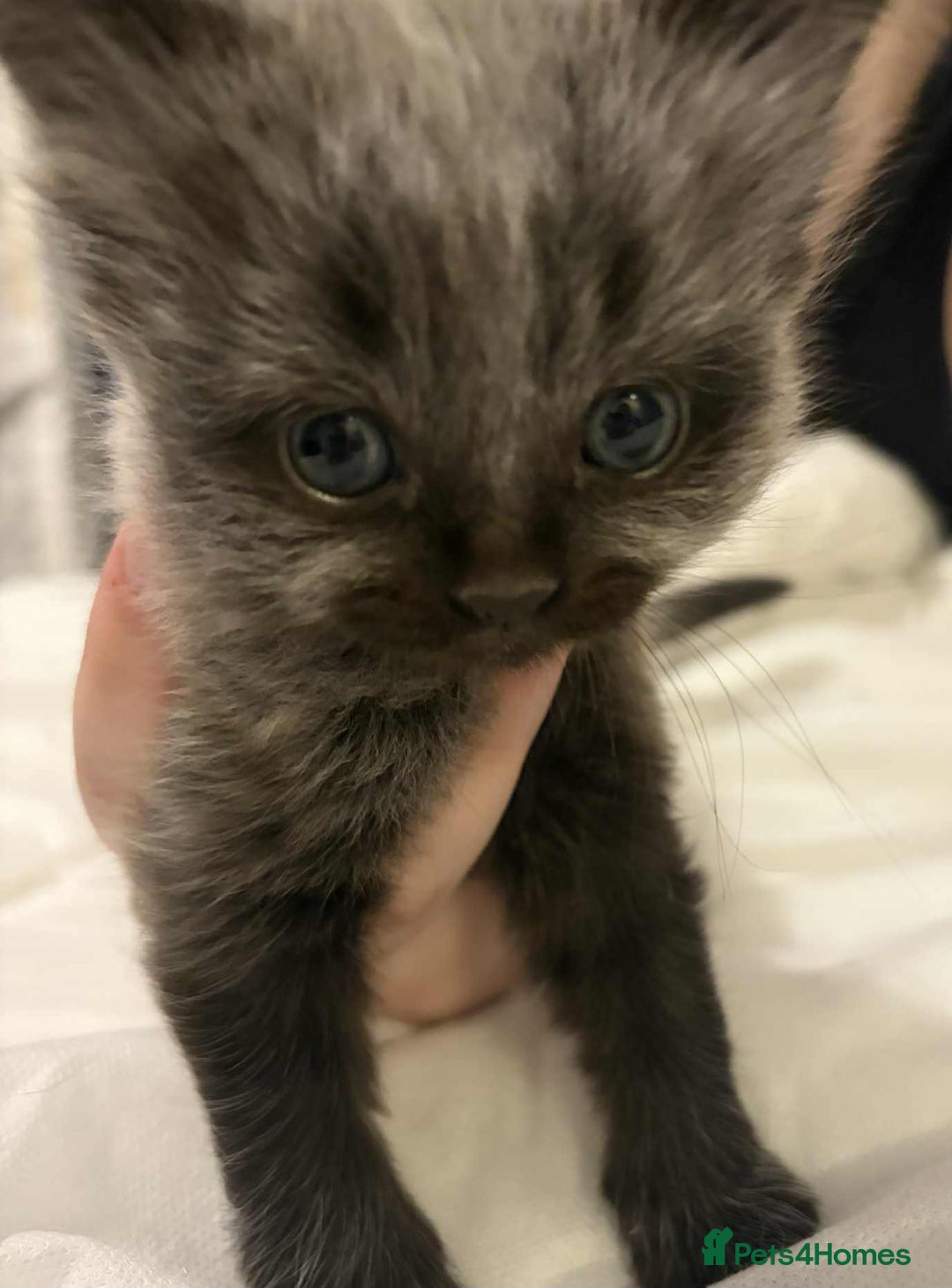 Maine Coon cats for sale: Main Coon x Rag Doll - Advert 6