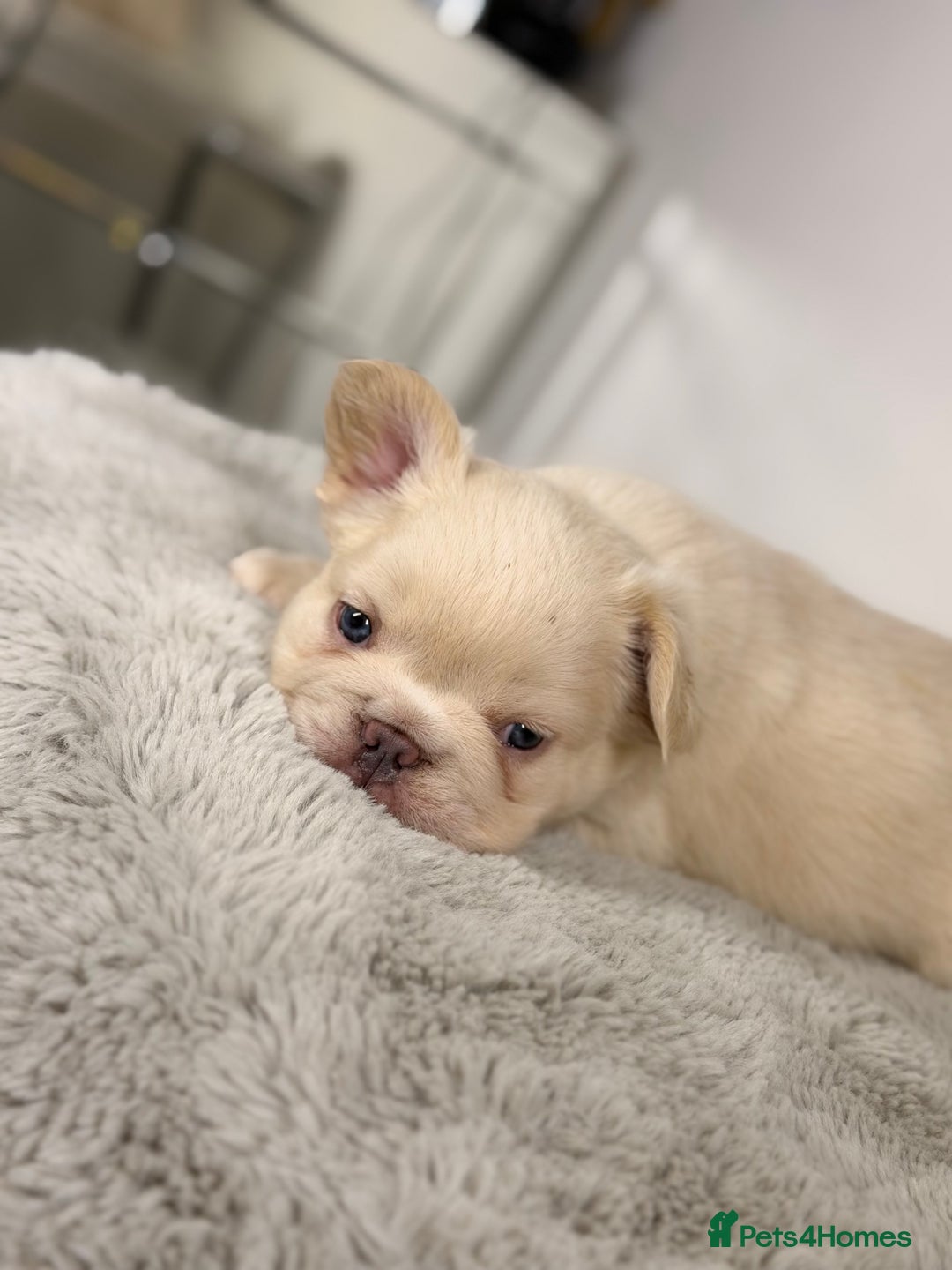 French Bulldog dogs for sale: Full visual outstanding fluffy frenchies - Advert 22