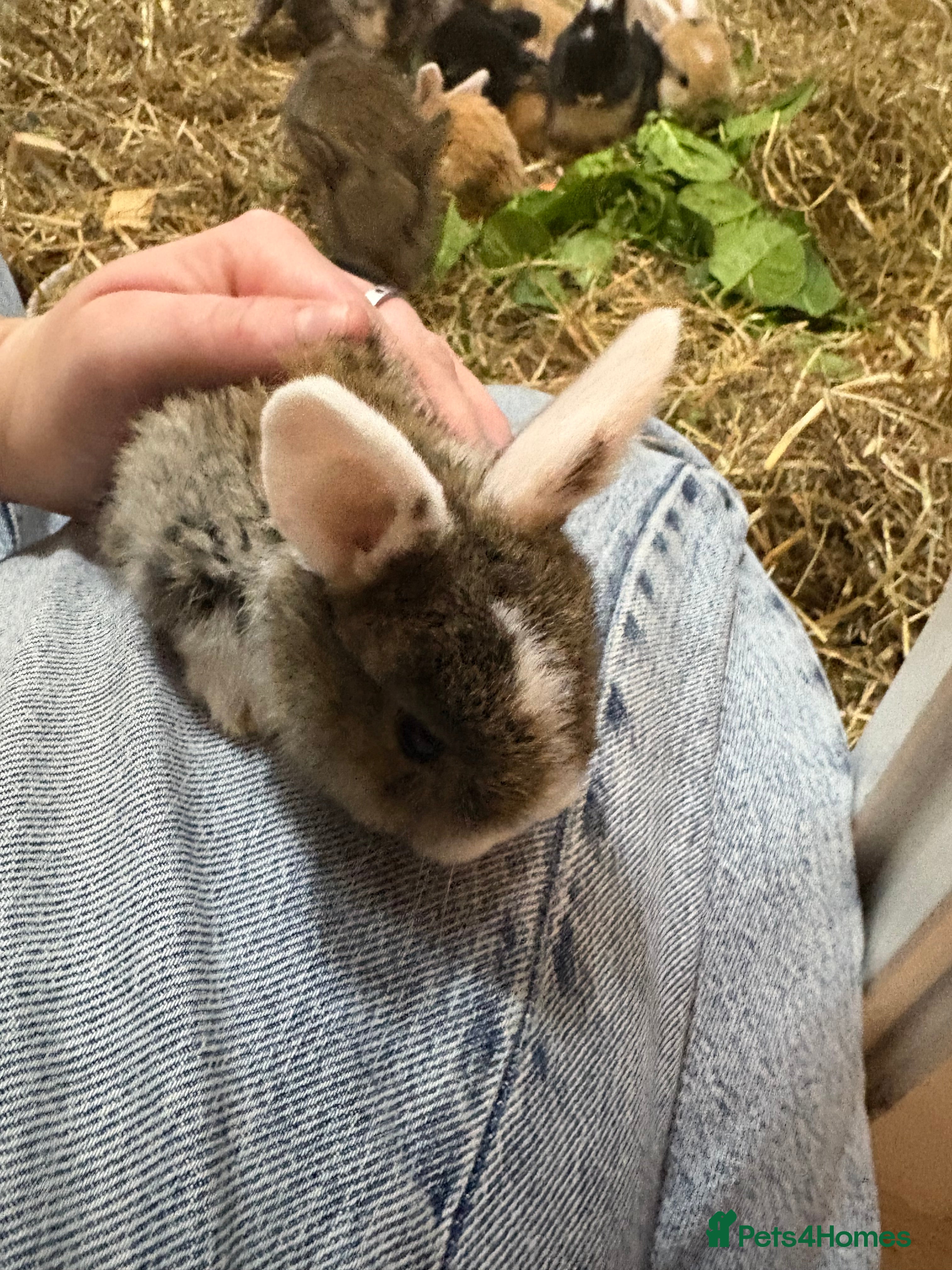 Mixed Breed rabbits Baby rabbits for sale  - Advert 1
