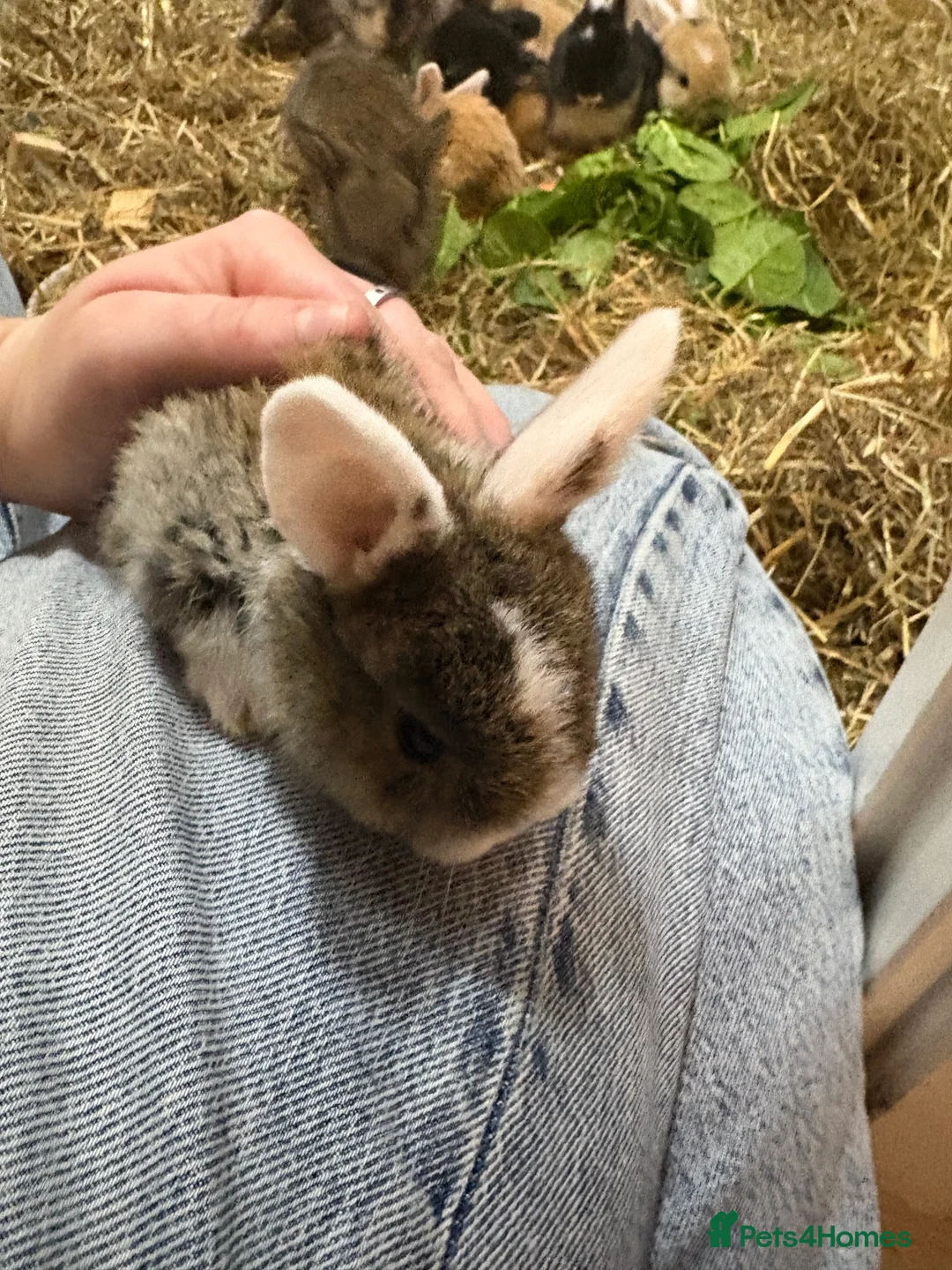 Mixed Breed rabbits for sale: Baby rabbits for sale  - Advert 1