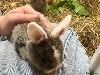 Mixed Breed rabbits Baby rabbits for sale - Advert 1