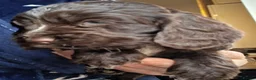 Cocker Spaniel dogs for sale: Beautiful KC Reg Show-Cocker Spaniel puppies  in Doncaster - Advert 3