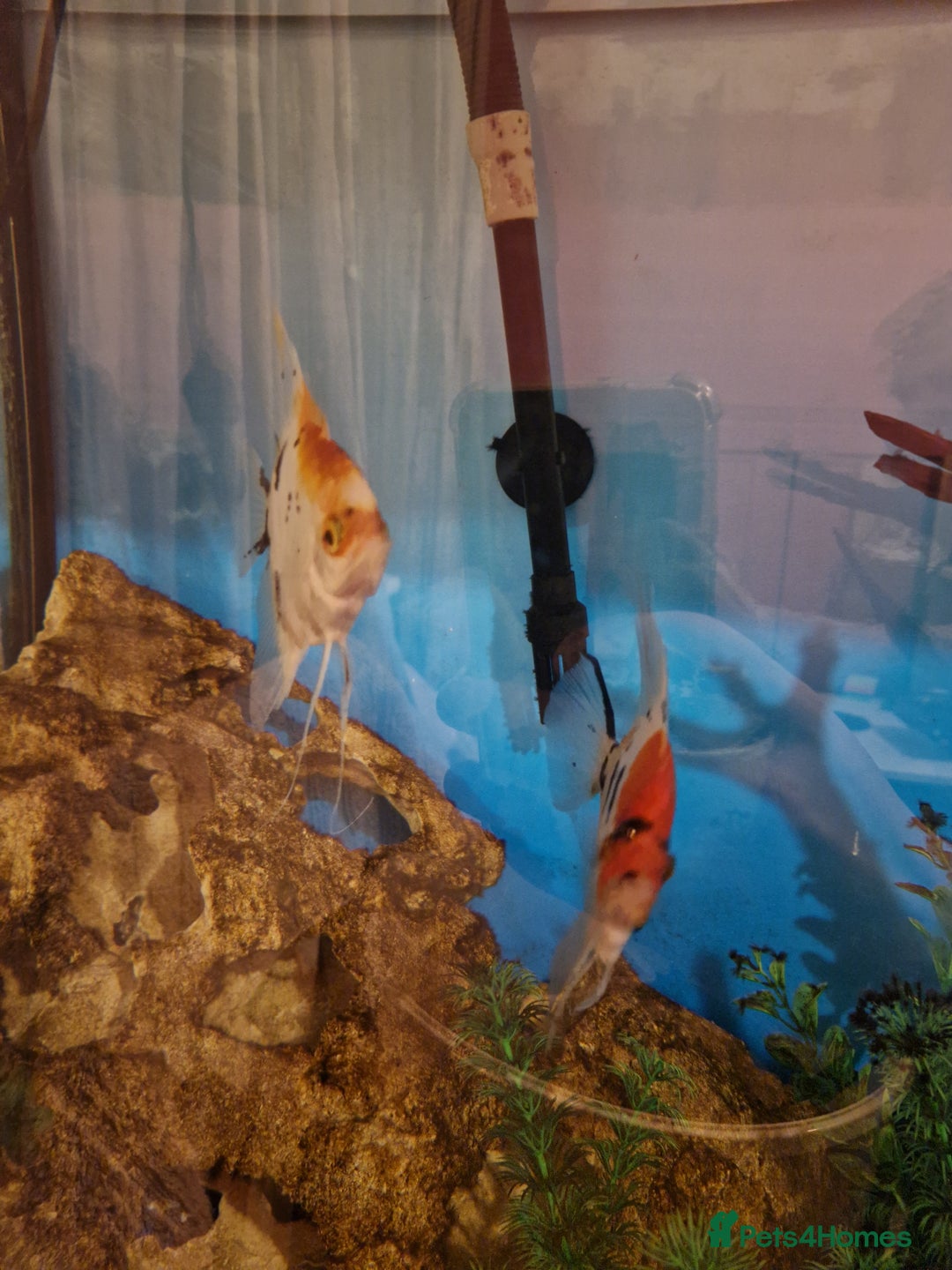 Angelfish fish for sale: Breeding pair of Koi Angelfish  - Advert 2