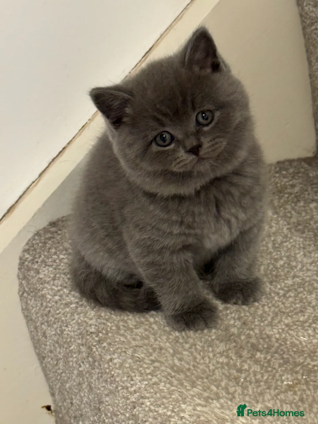 British Shorthair cats for sale: Stunning kittens available  - Advert 4