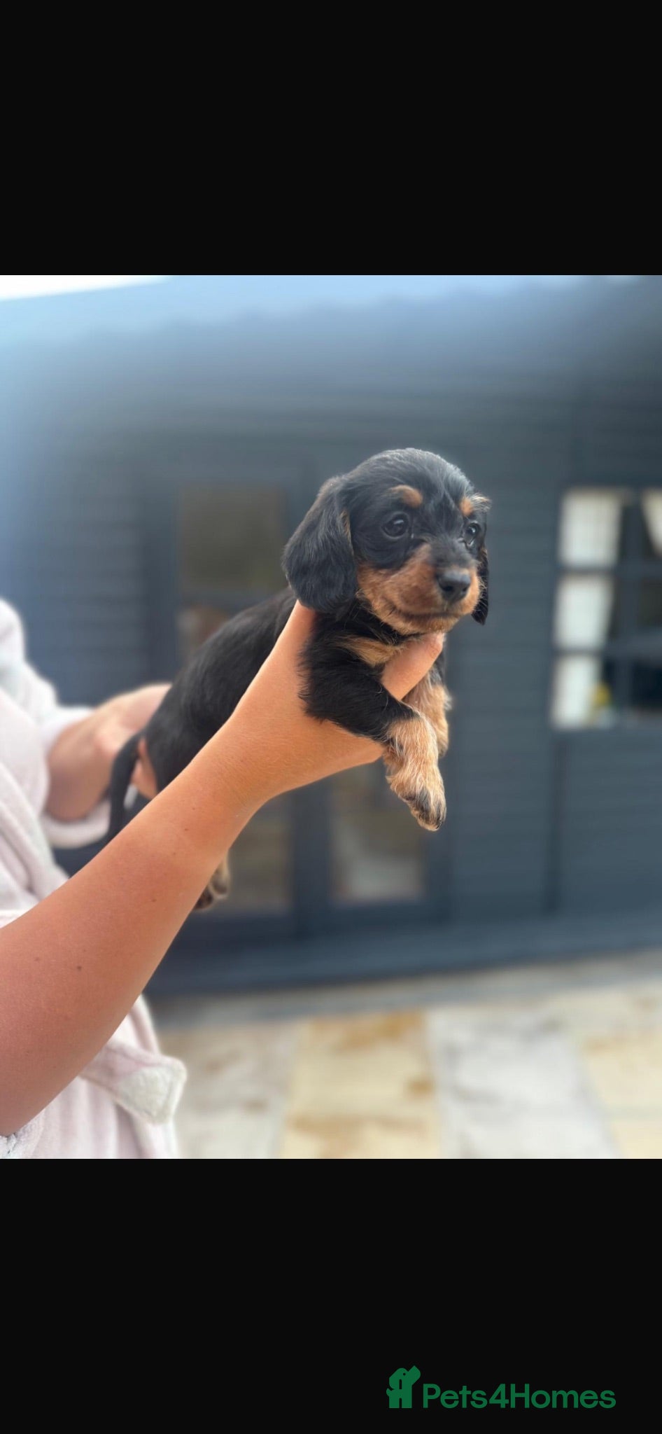 Mixed Breed dogs GORGEOUS DOXIEPOOs - Advert 3