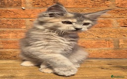 Maine Coon cats for sale: Beautiful Maine Coon kittens - Image 26